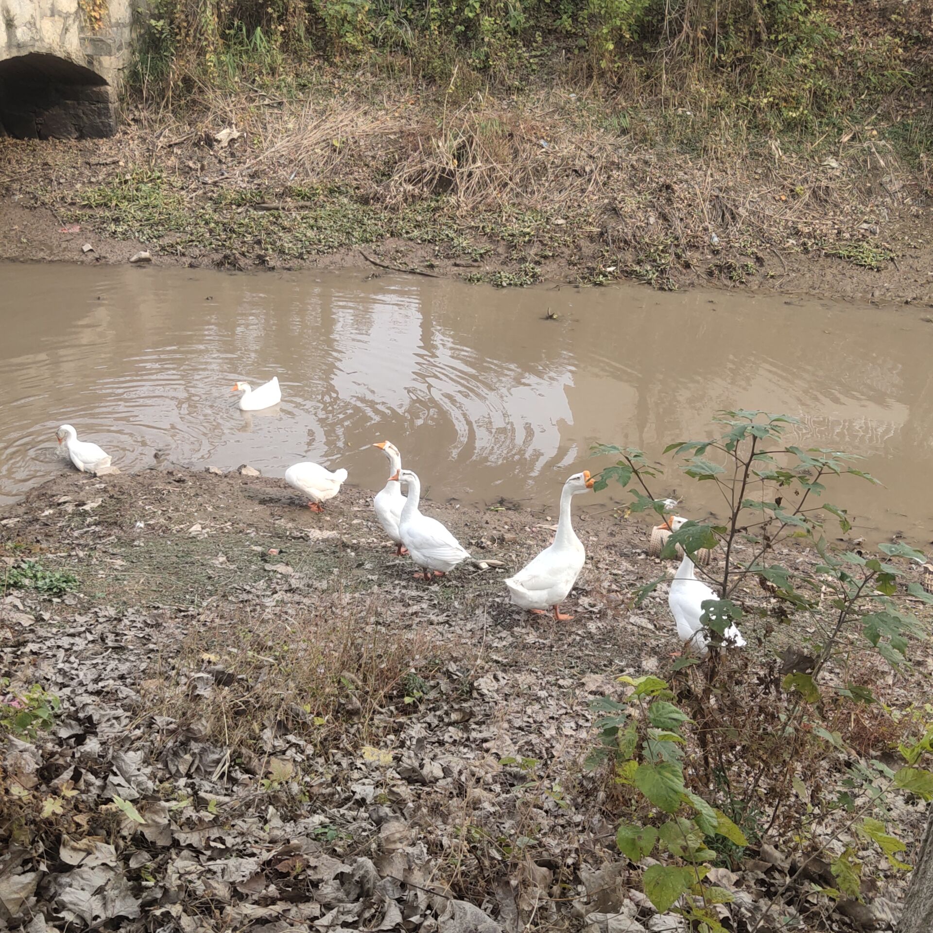 晚上有一起去做贼的吗