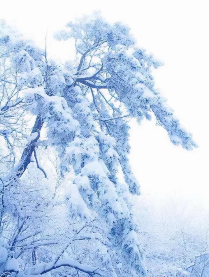 举杯独醉，饮罢飞雪