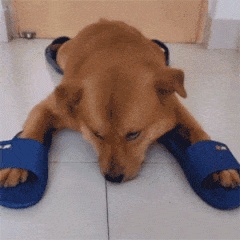 《恶搞》关于舔狗这件事