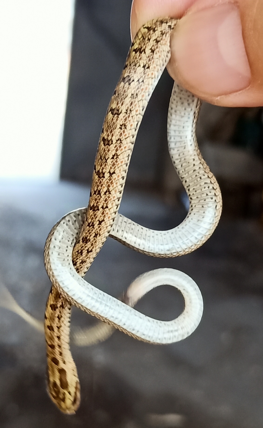 发现一只小可爱