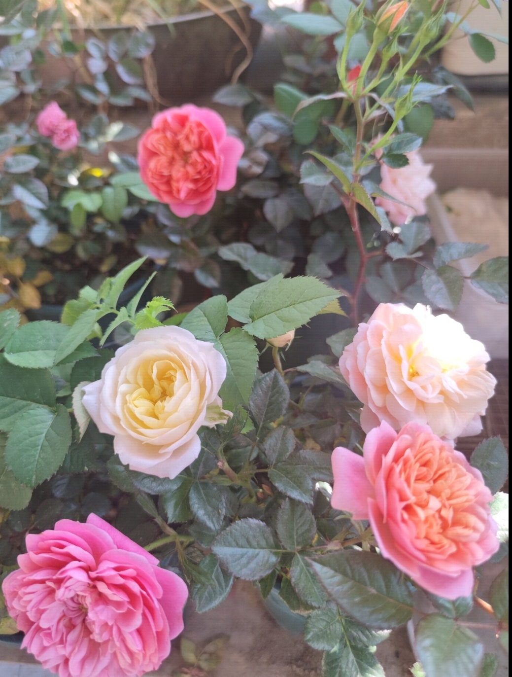 看一眼心情就好了