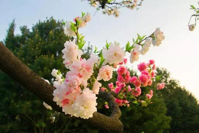 看花开叶落，听流年转换！