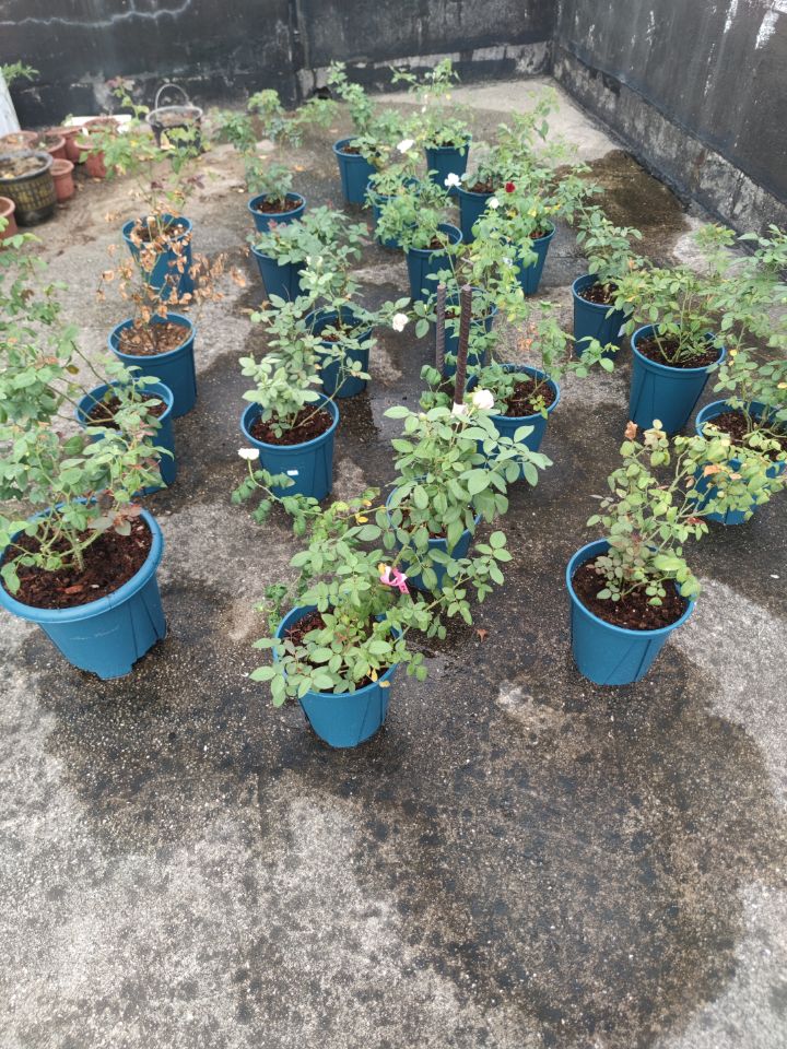 今晚可以睡个安稳觉了