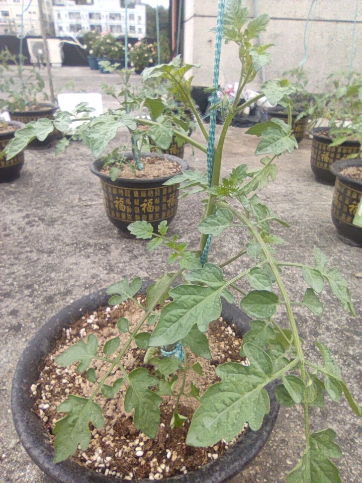 樱桃番茄搭架