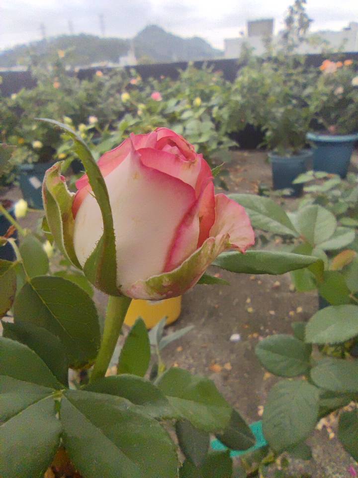 留不住的（艾莎）