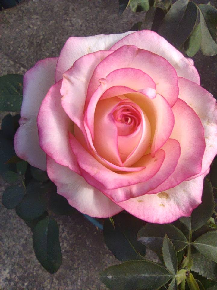 留不住的（艾莎）