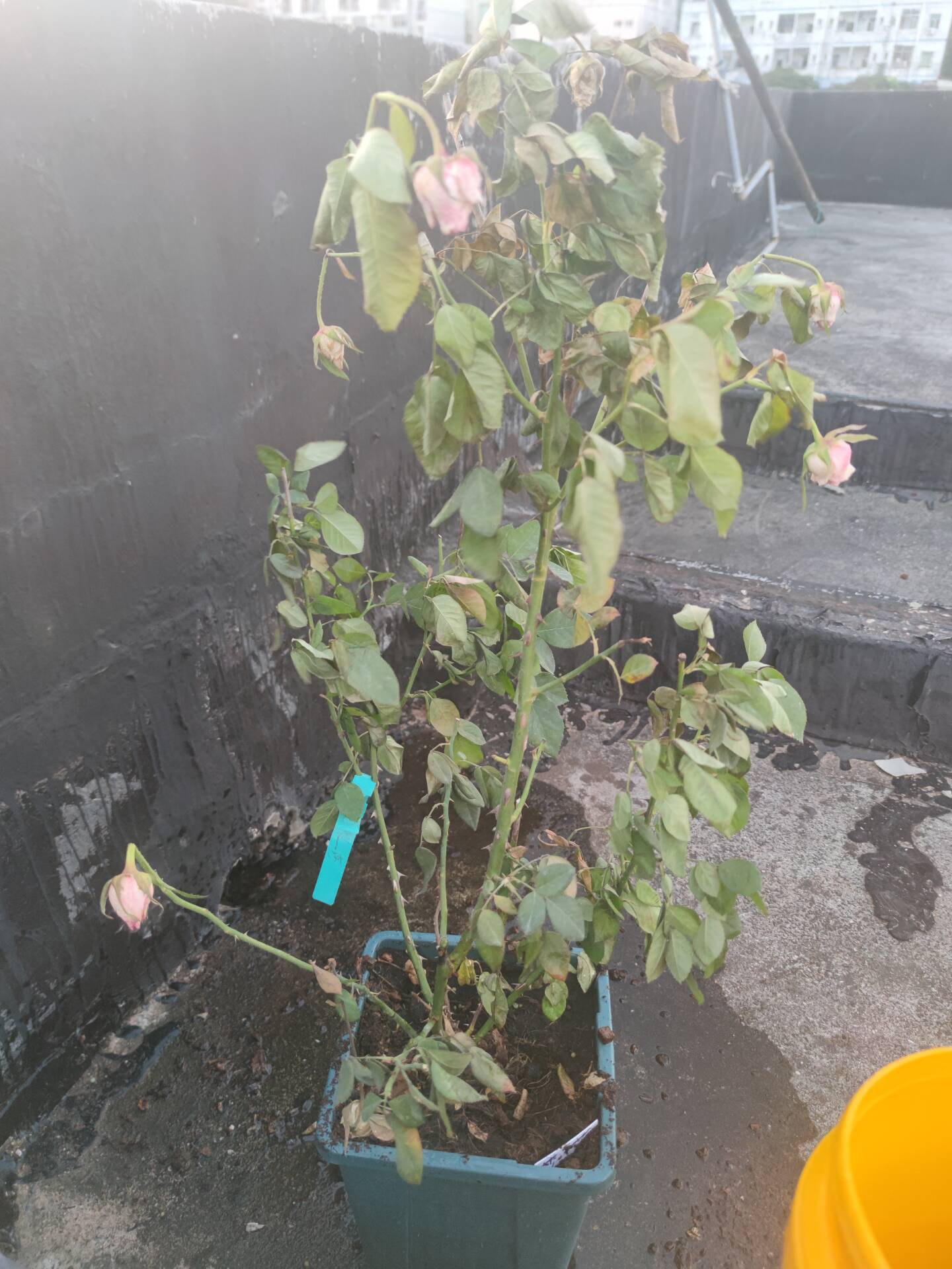 留不住的（艾莎）