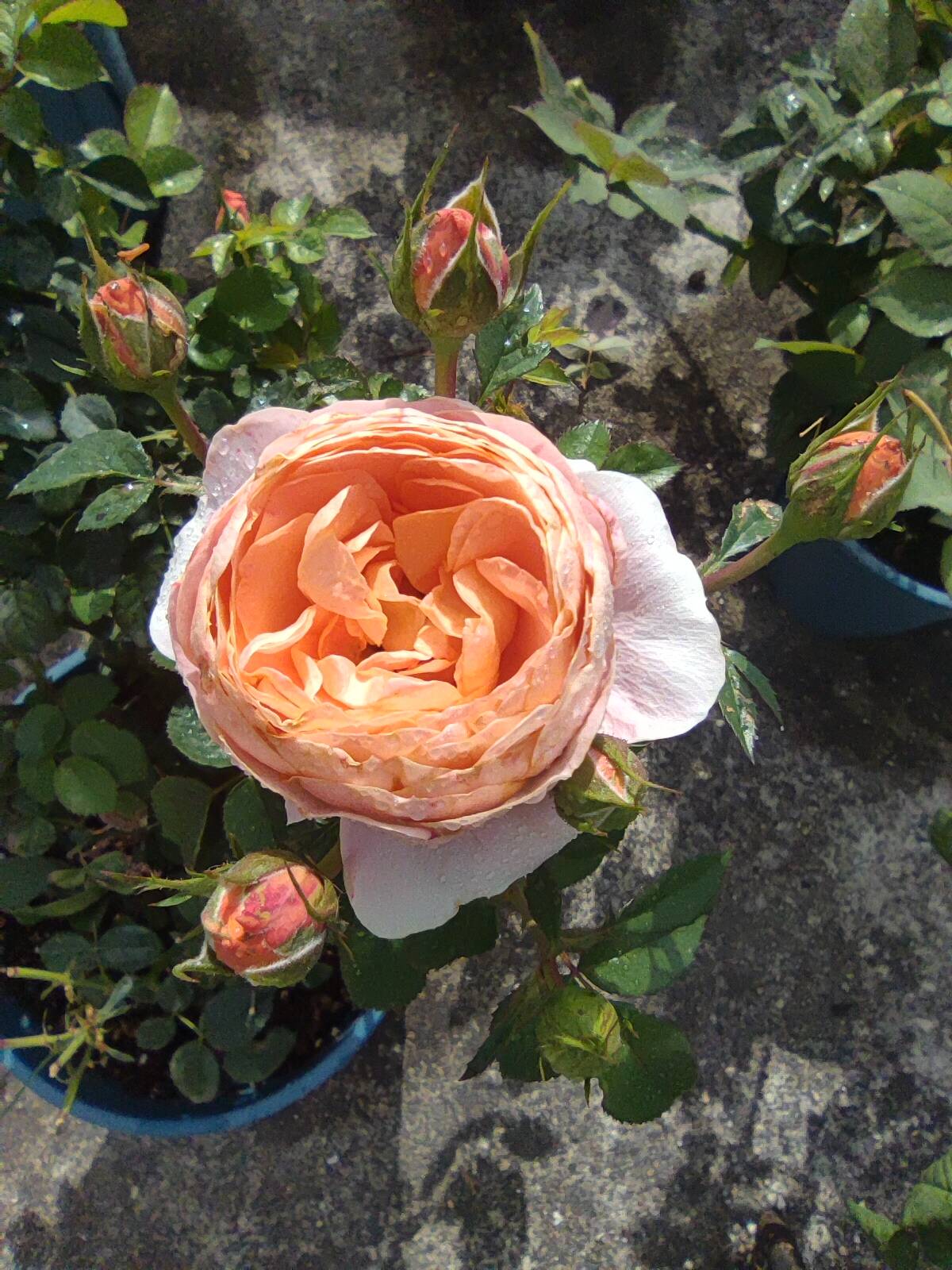 开出了花王范的果汁