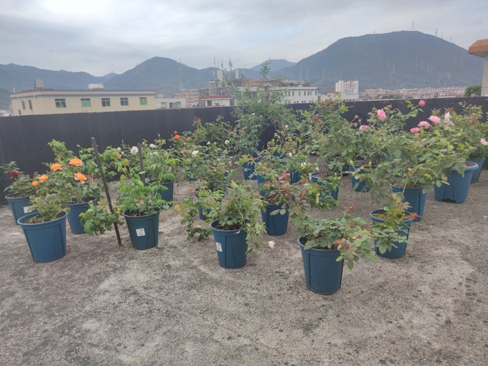 月季进入冬眠状态