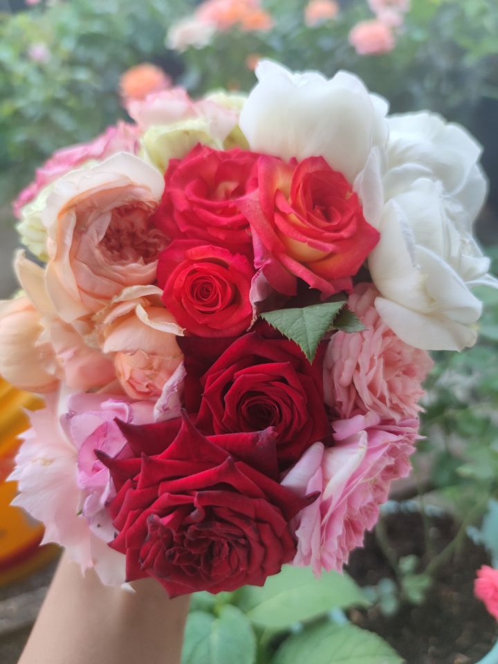 月季进入冬眠状态