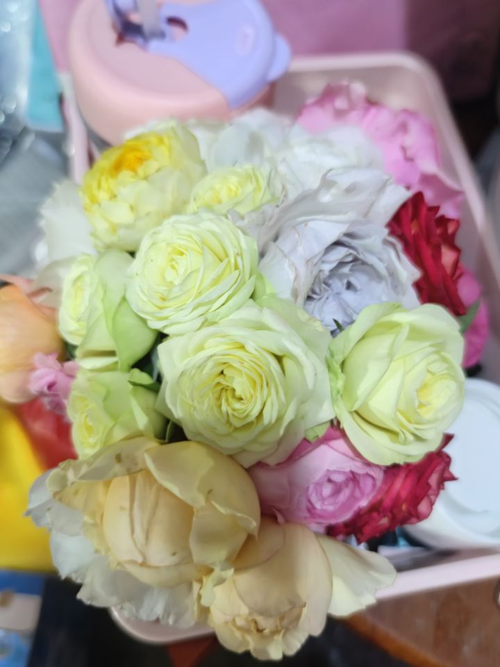 月季进入冬眠状态