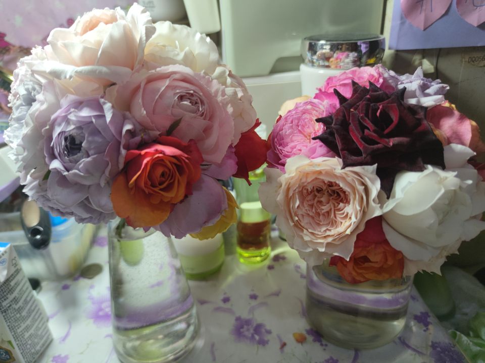 月季进入冬眠状态