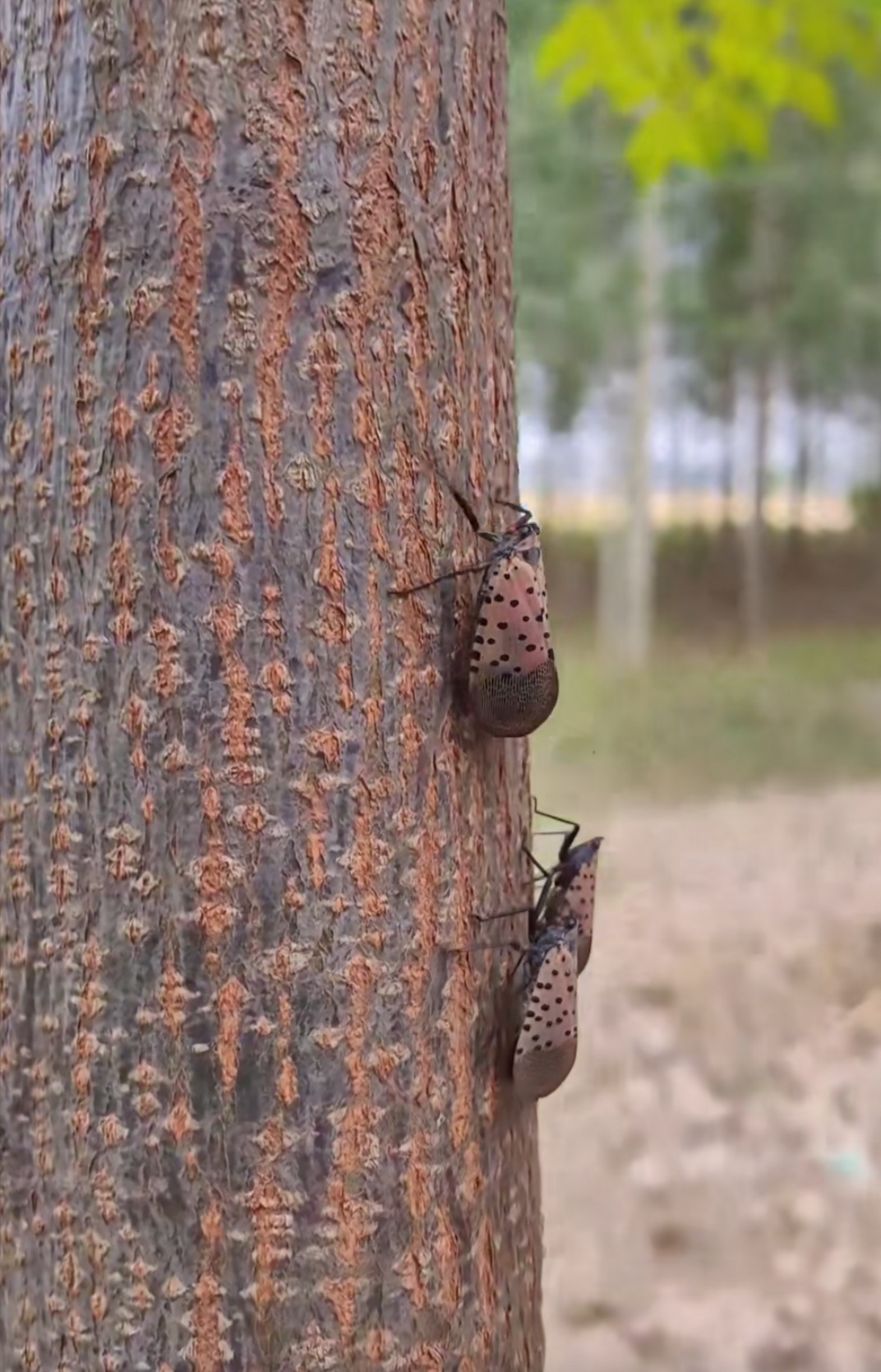 这个也是有营养的