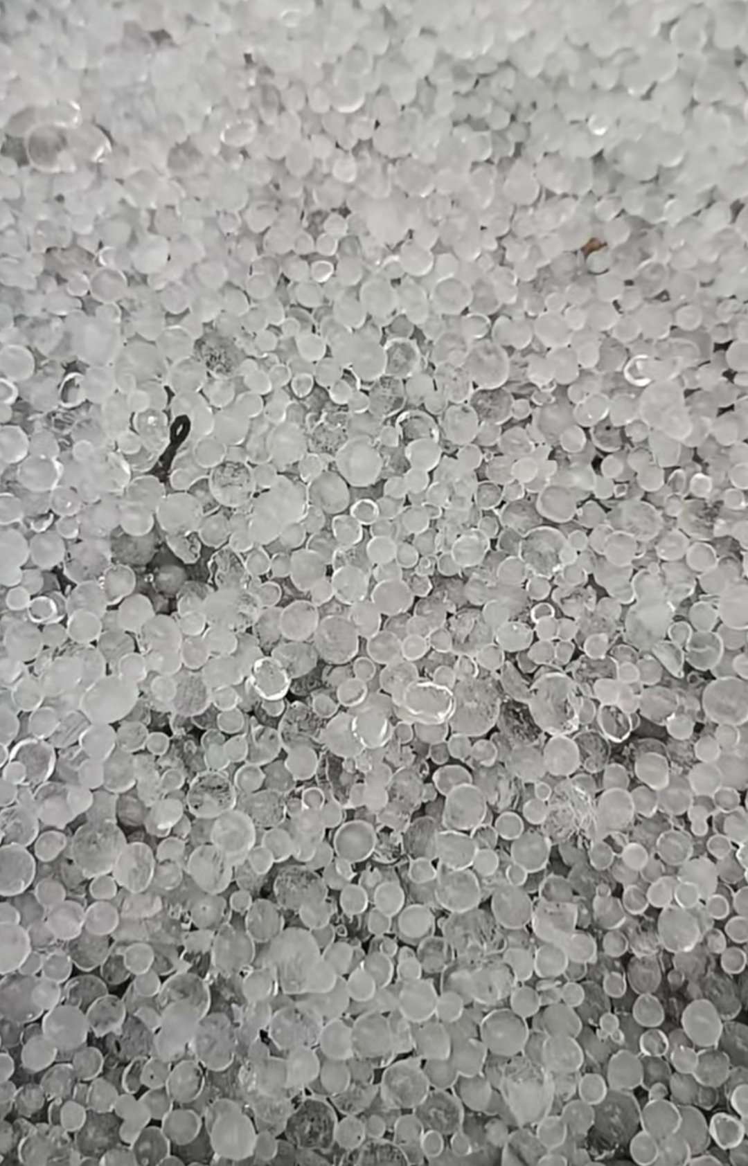 　预报的暴雪呢？