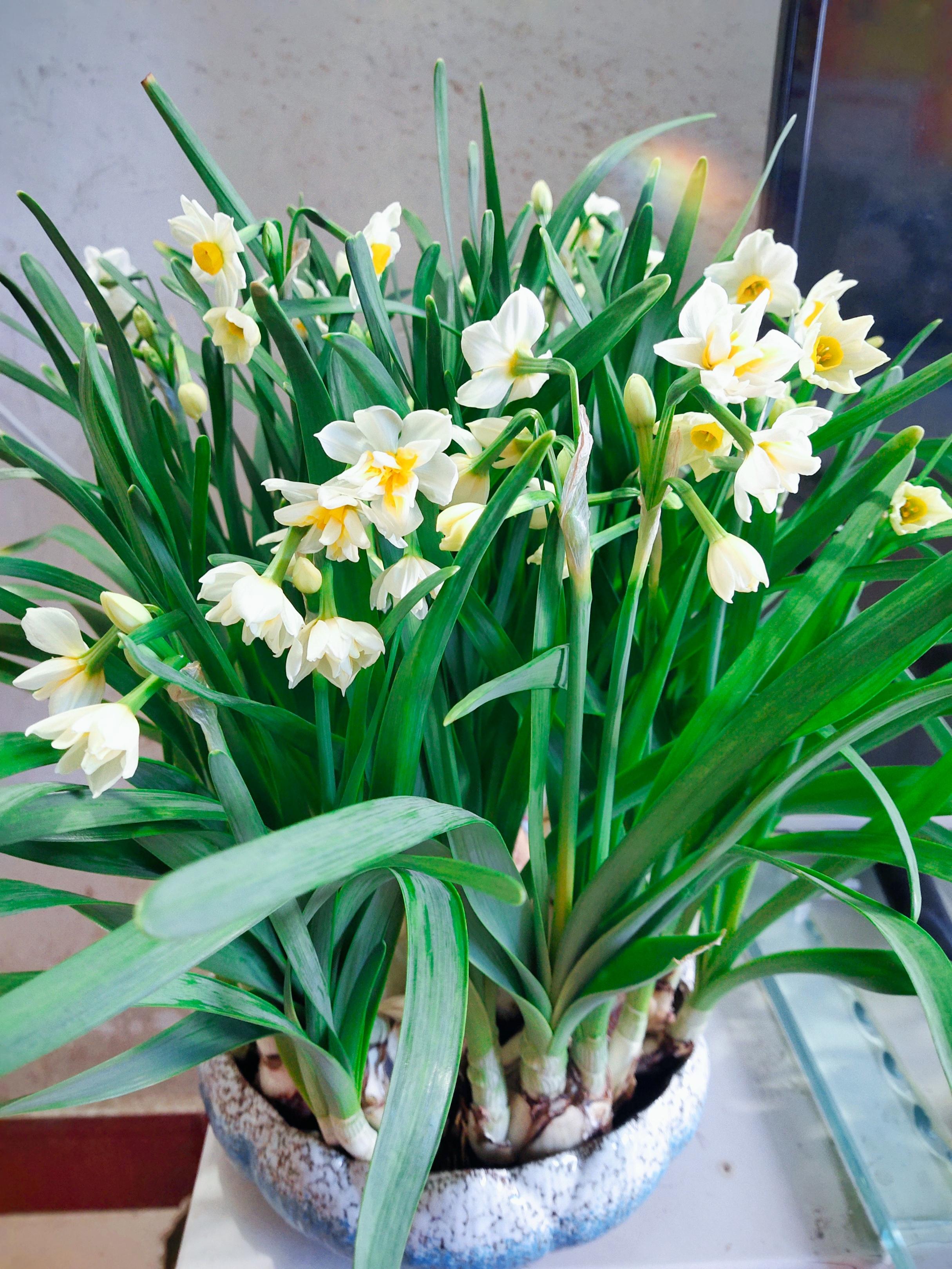 水仙终于开花了