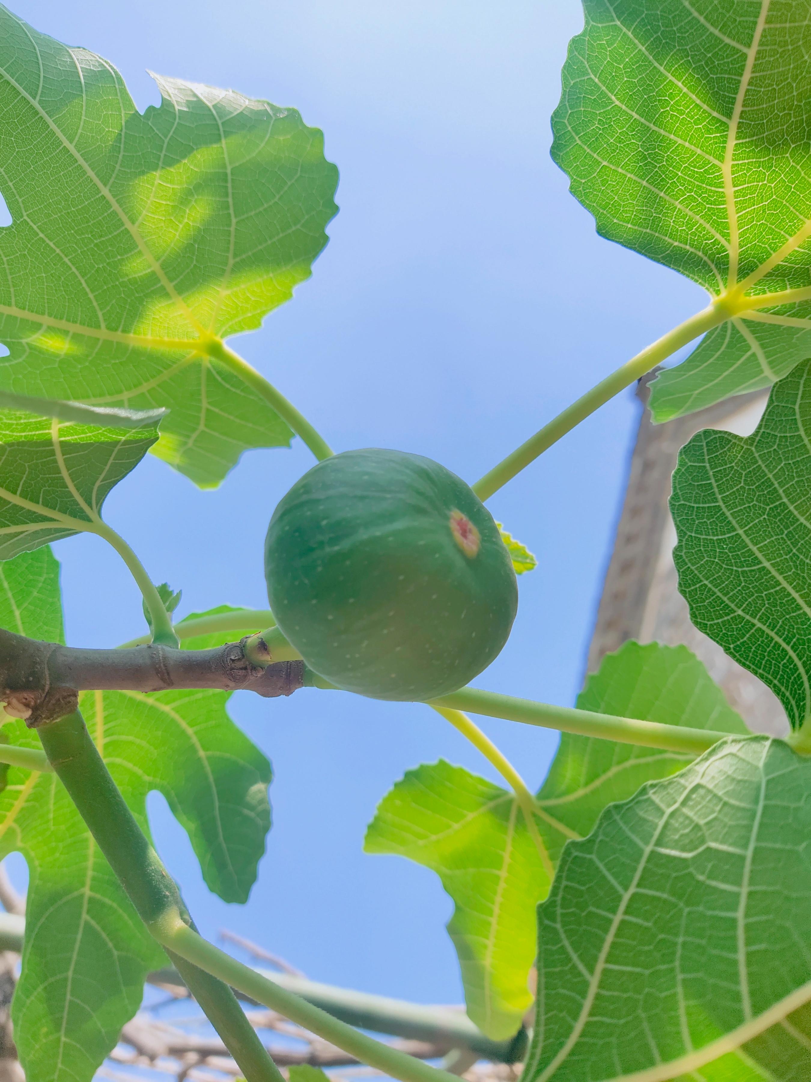 给你们来个水果