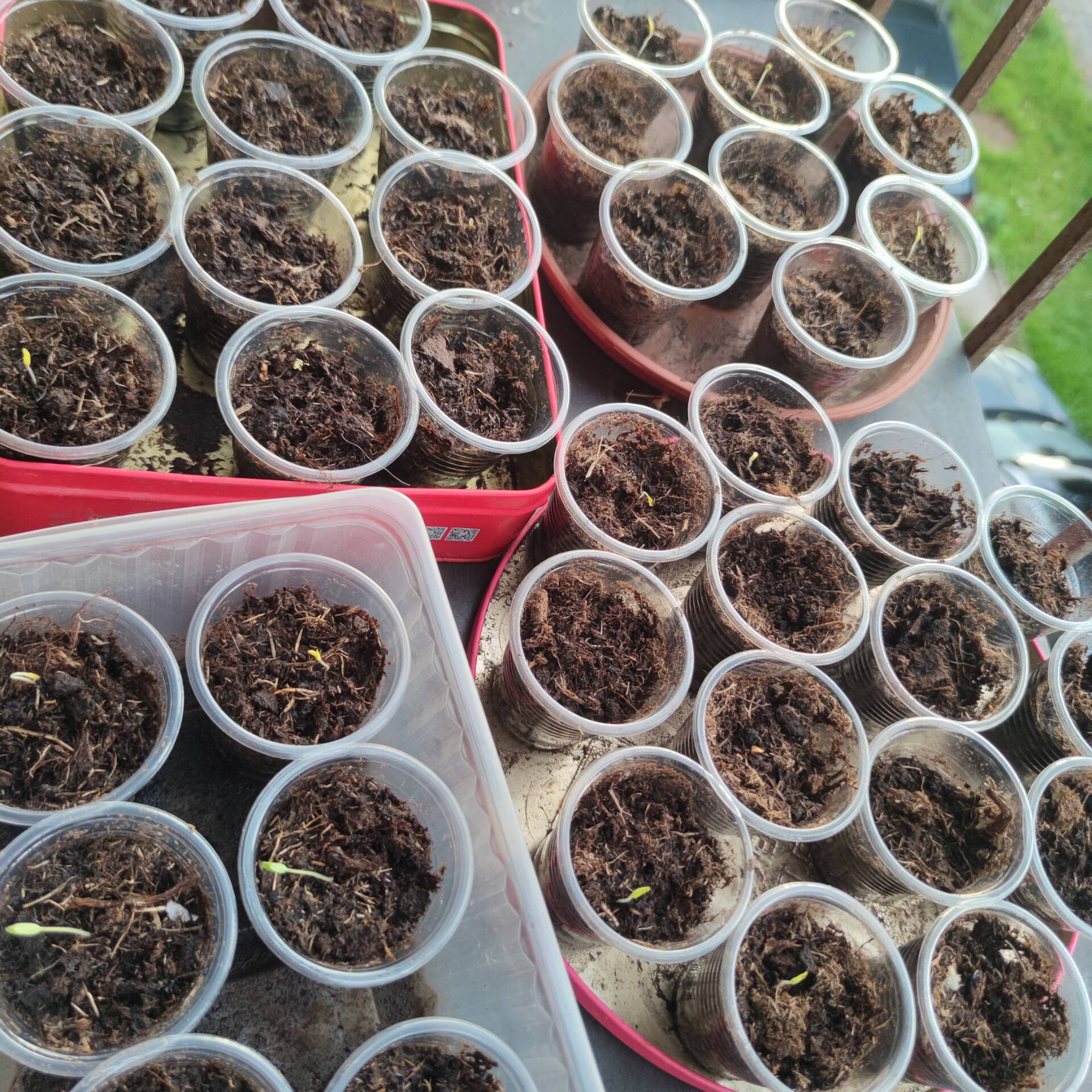 继续种樱桃小番茄