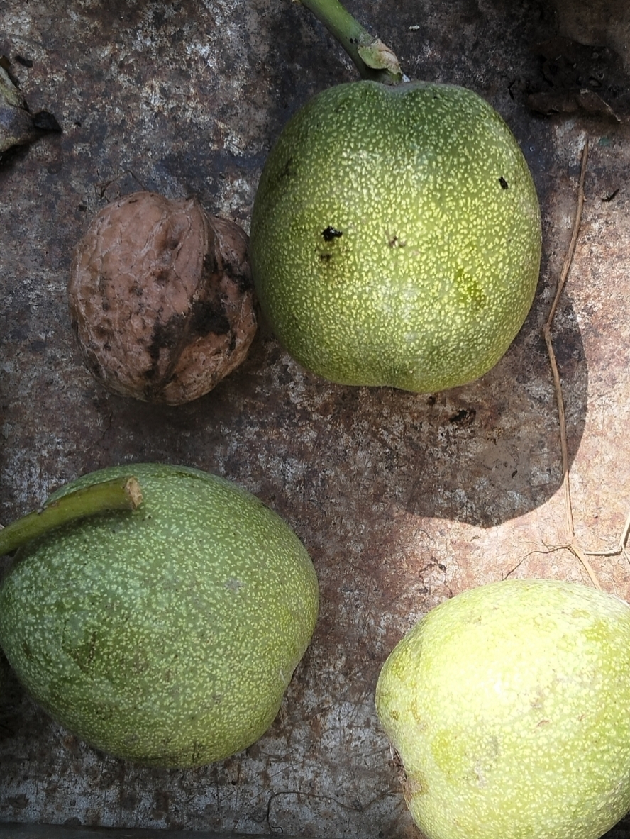 第四题是核桃啊