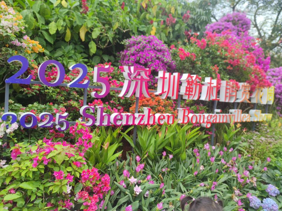 深圳勒杜鹃花展