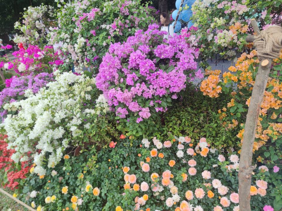 深圳勒杜鹃花展