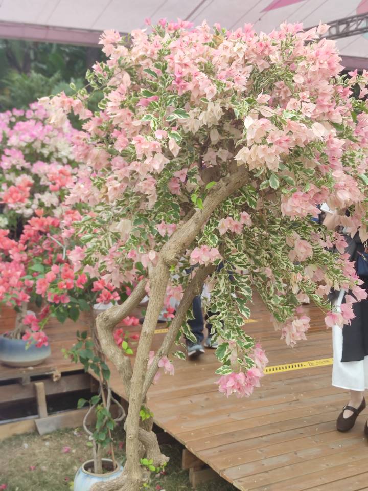 深圳勒杜鹃花展