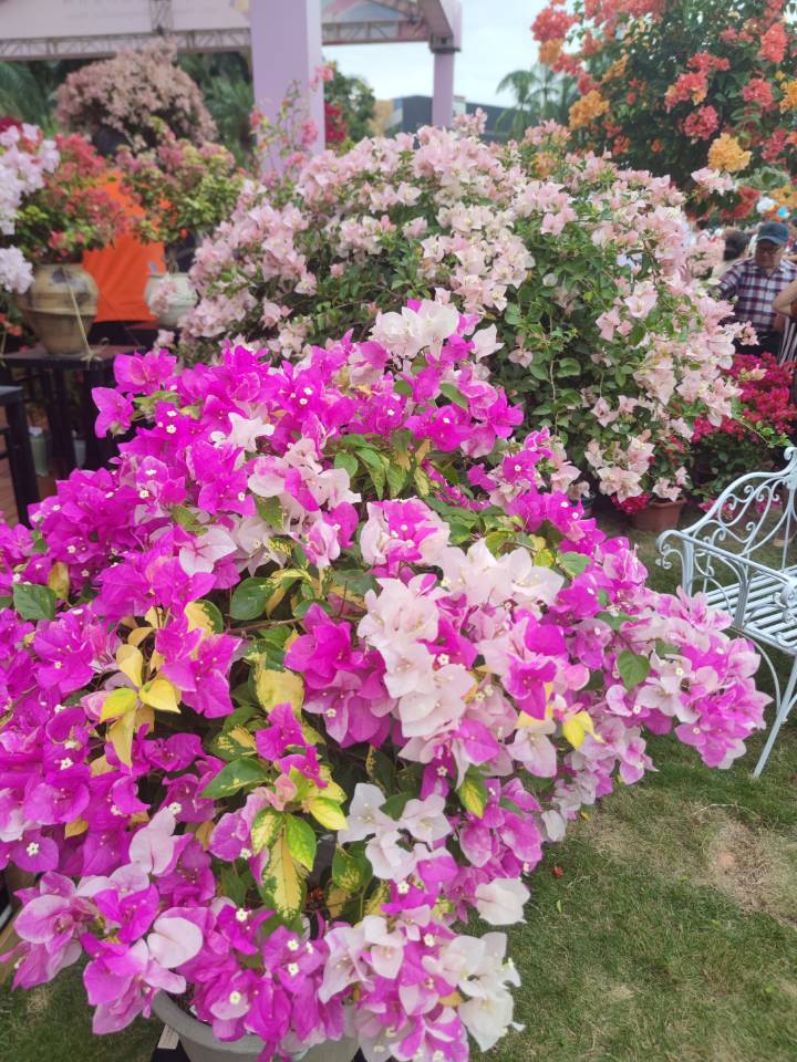 深圳勒杜鹃花展