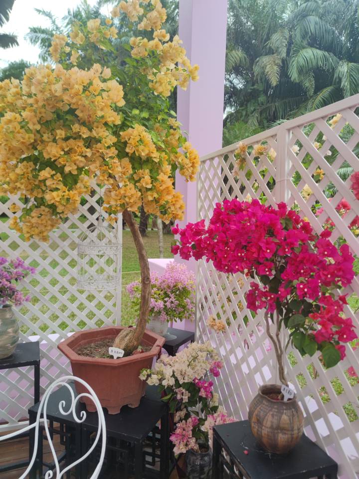 深圳勒杜鹃花展