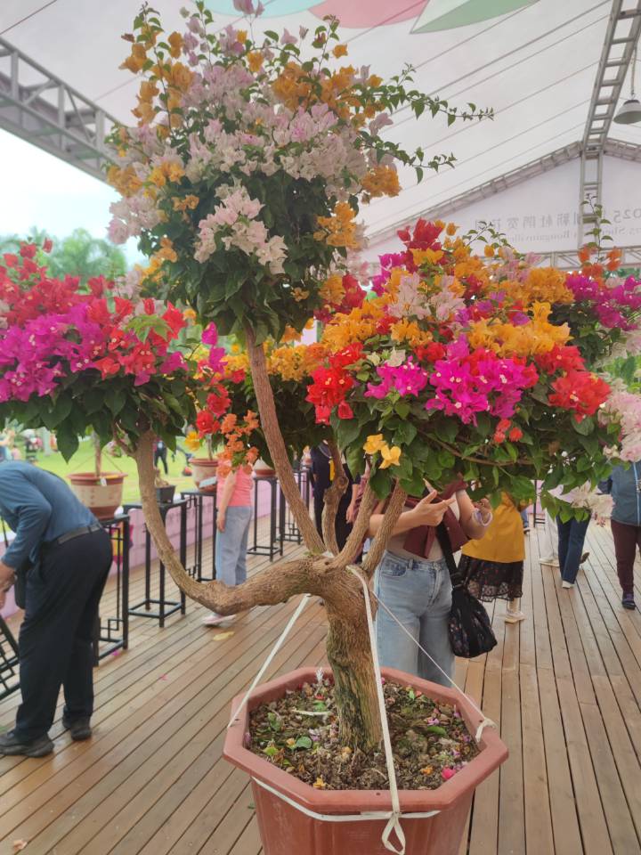 深圳勒杜鹃花展