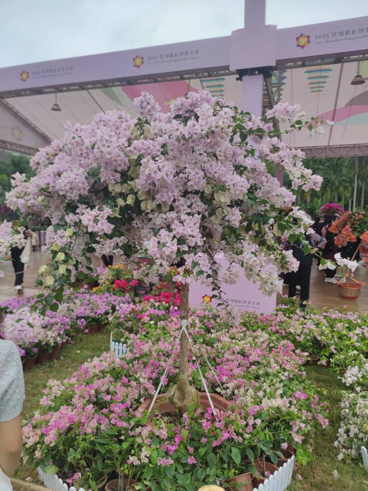 深圳勒杜鹃花展