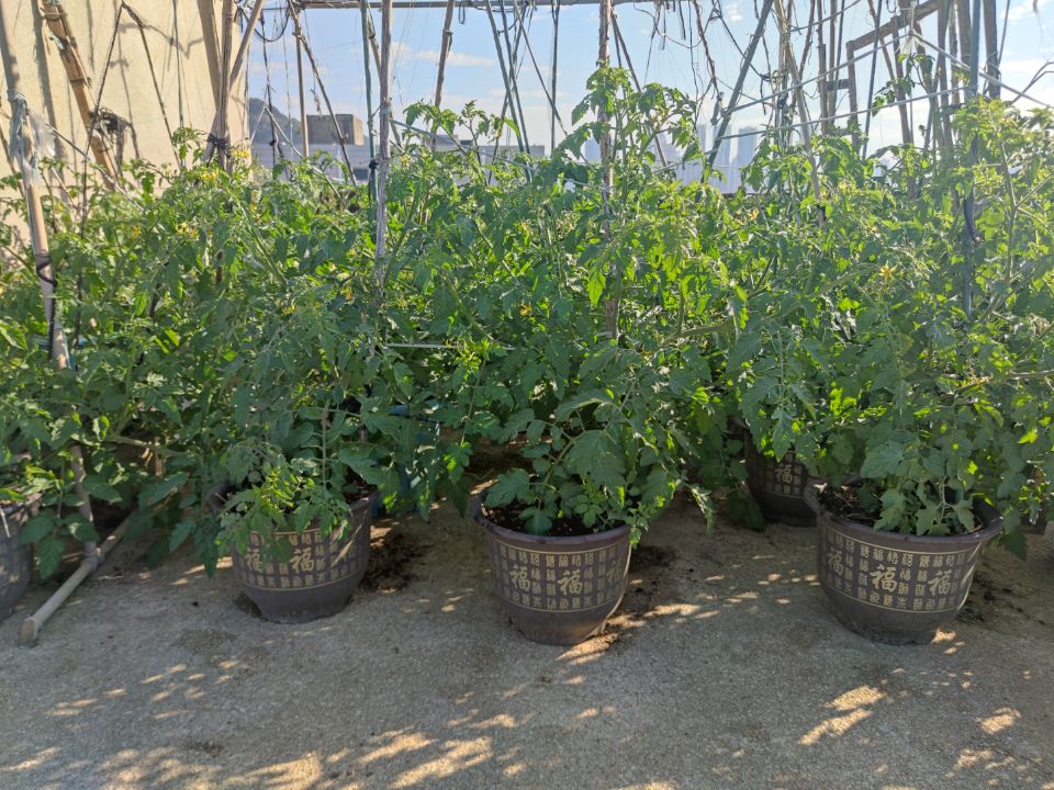 小番茄开始挂果