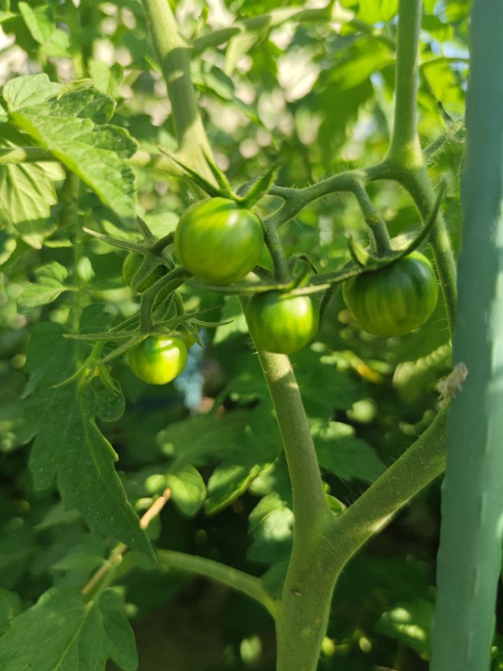 小番茄开始挂果