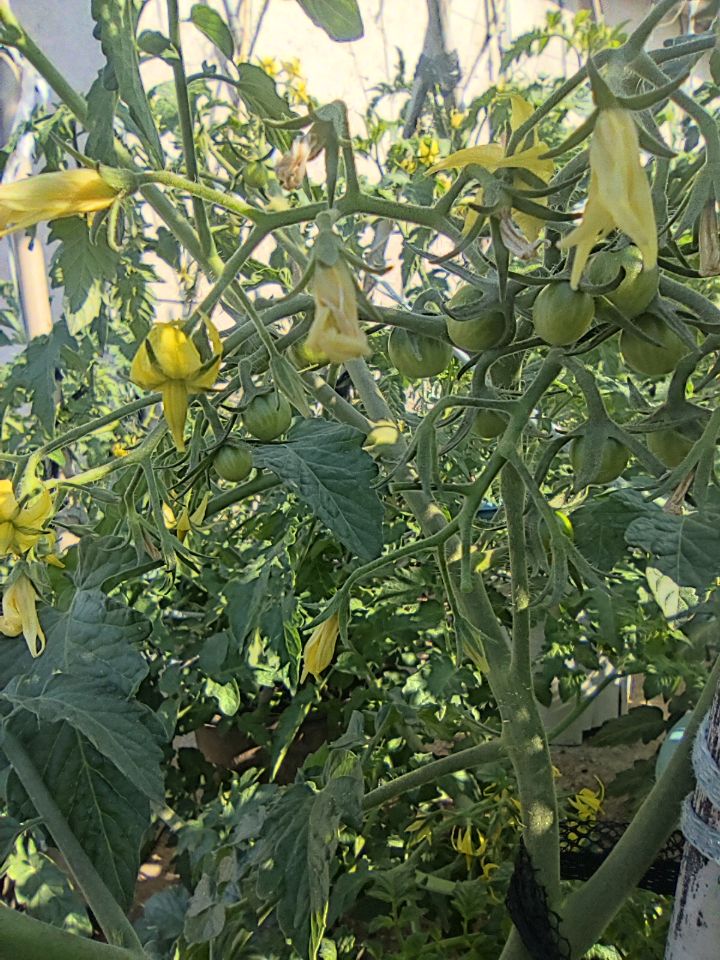 小番茄开始挂果