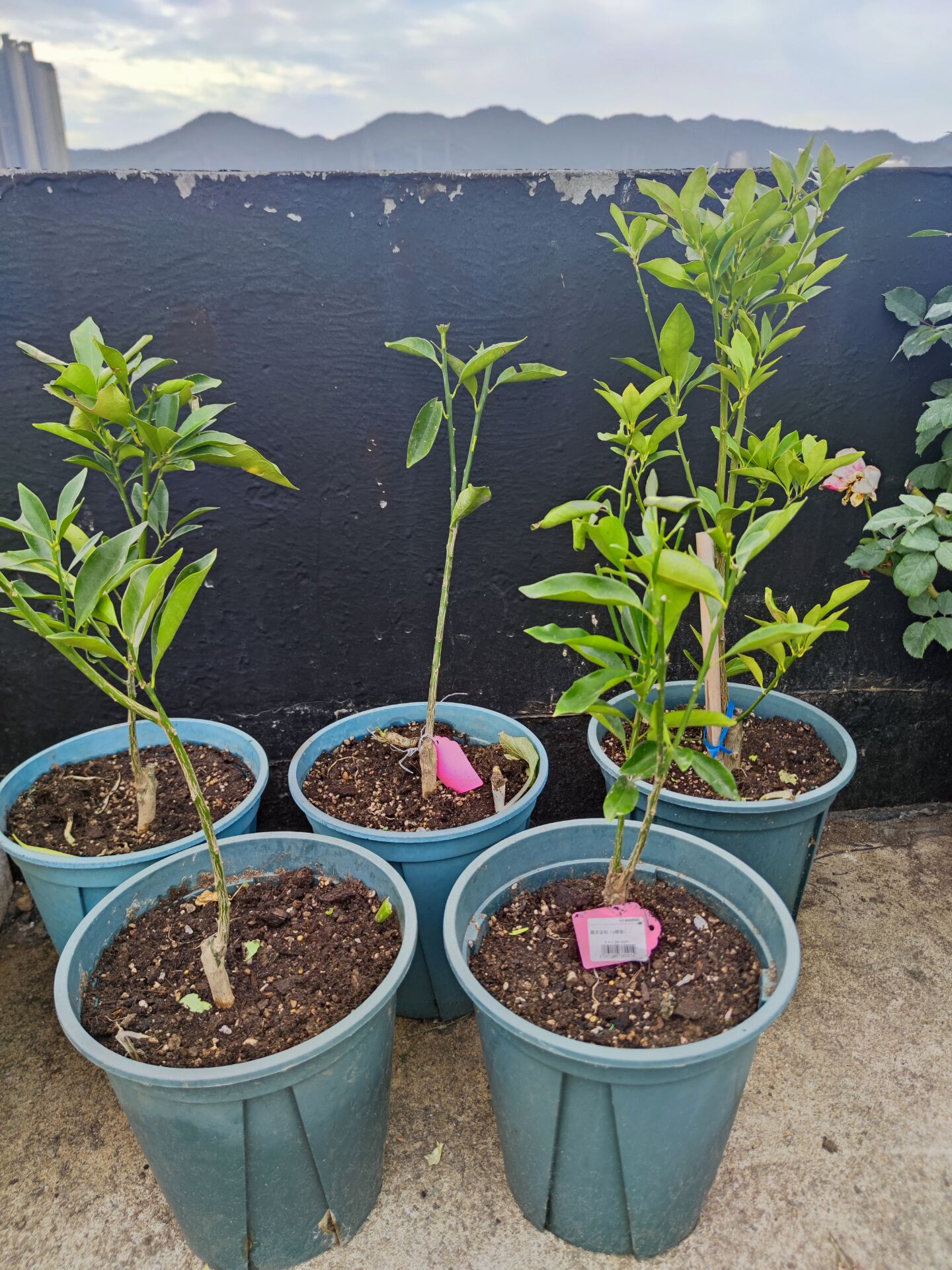 记录一下我种的脆皮金桔