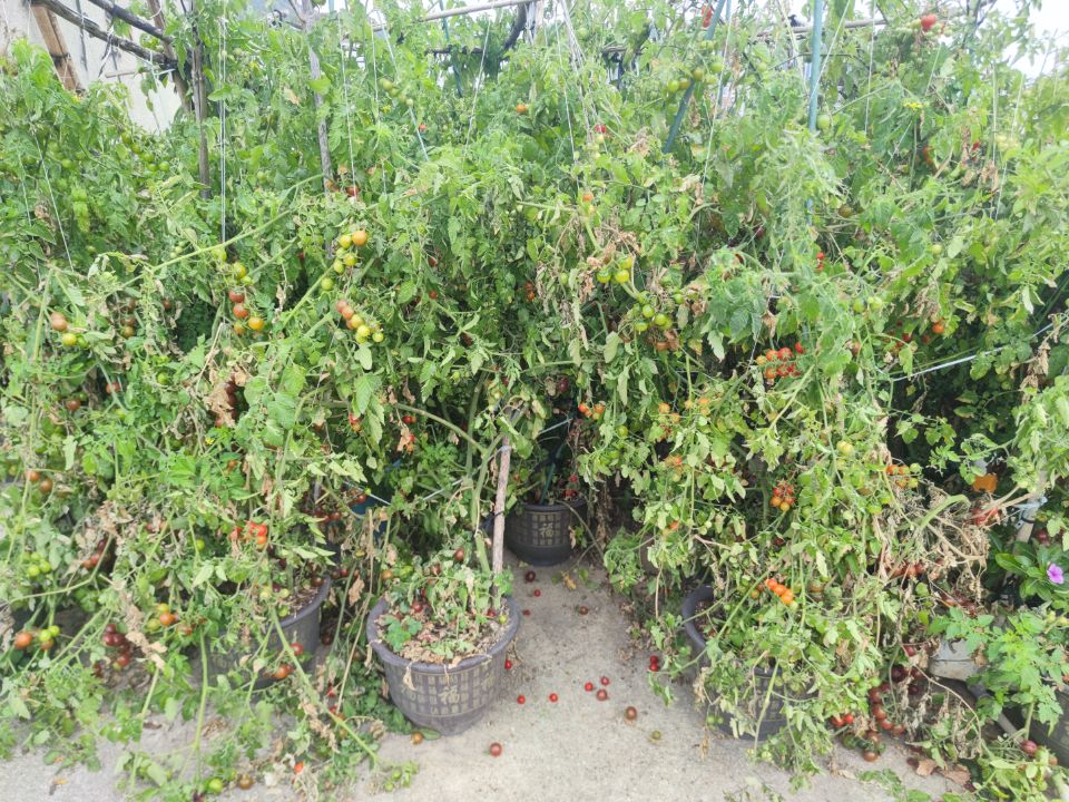 回家过年也头疼