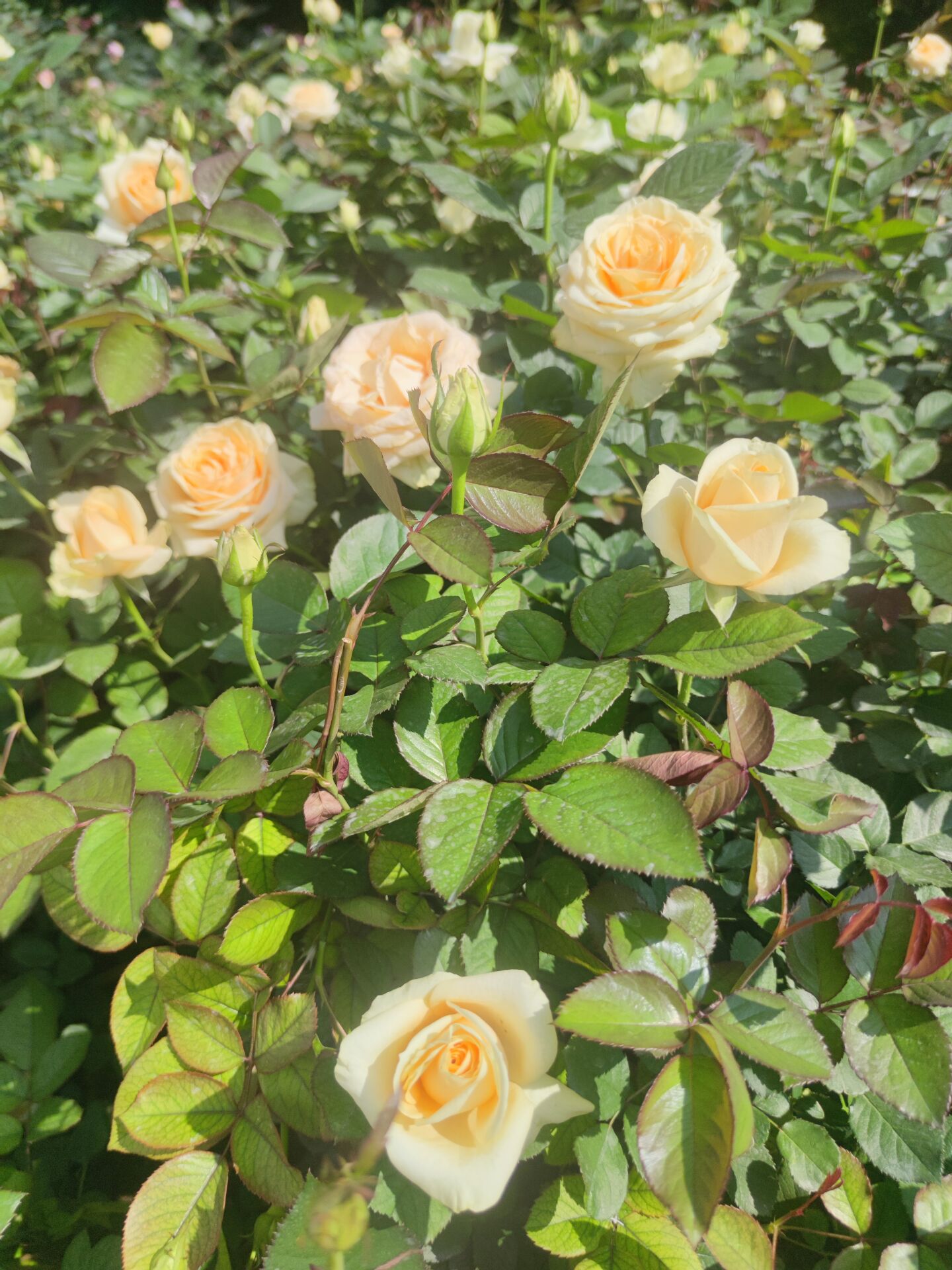 三八节瞎逛的一天