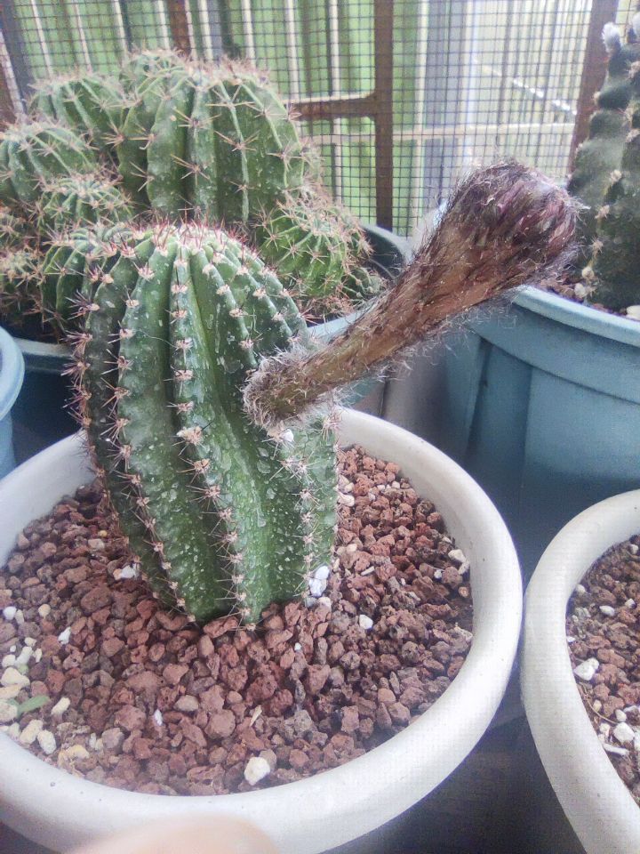 静待花开
