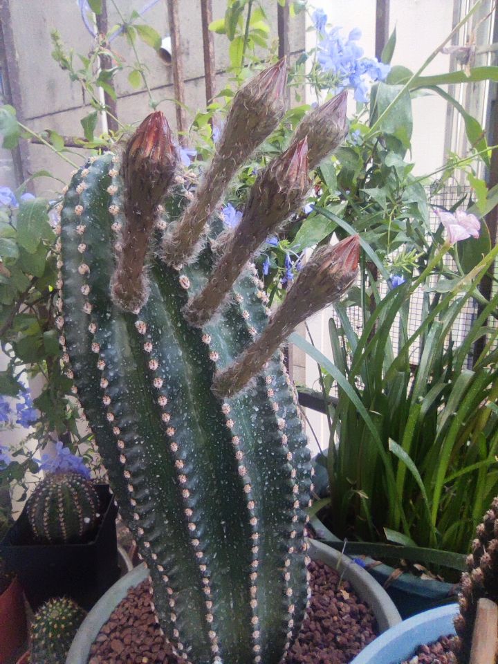 静待花开