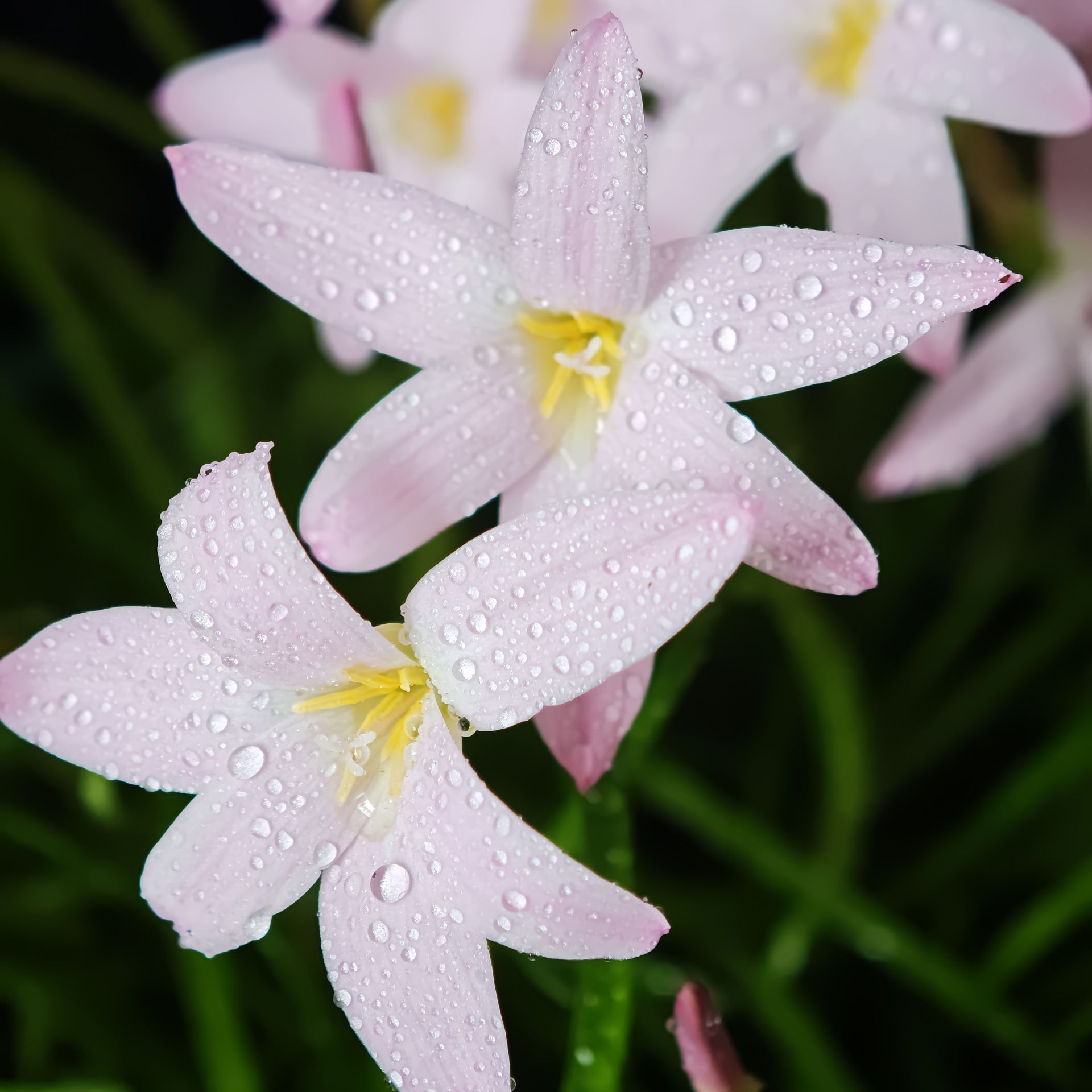 风雨兰～初恋